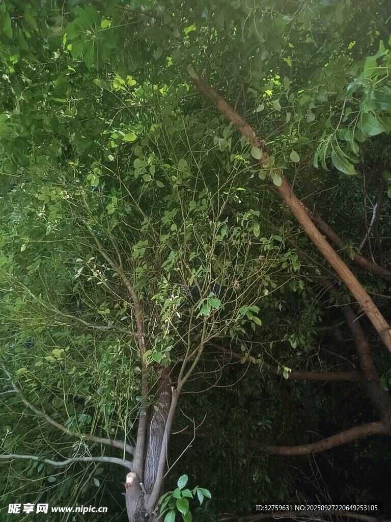 茂密樹林中的樹木景觀