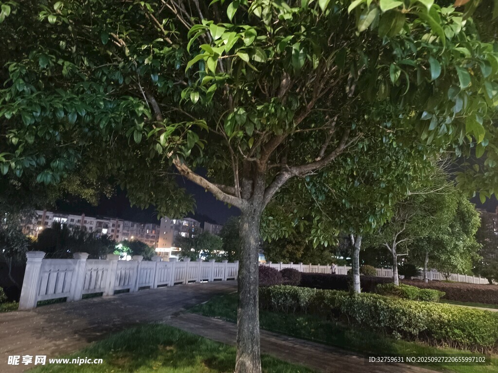 夜晚街邊綠樹景觀