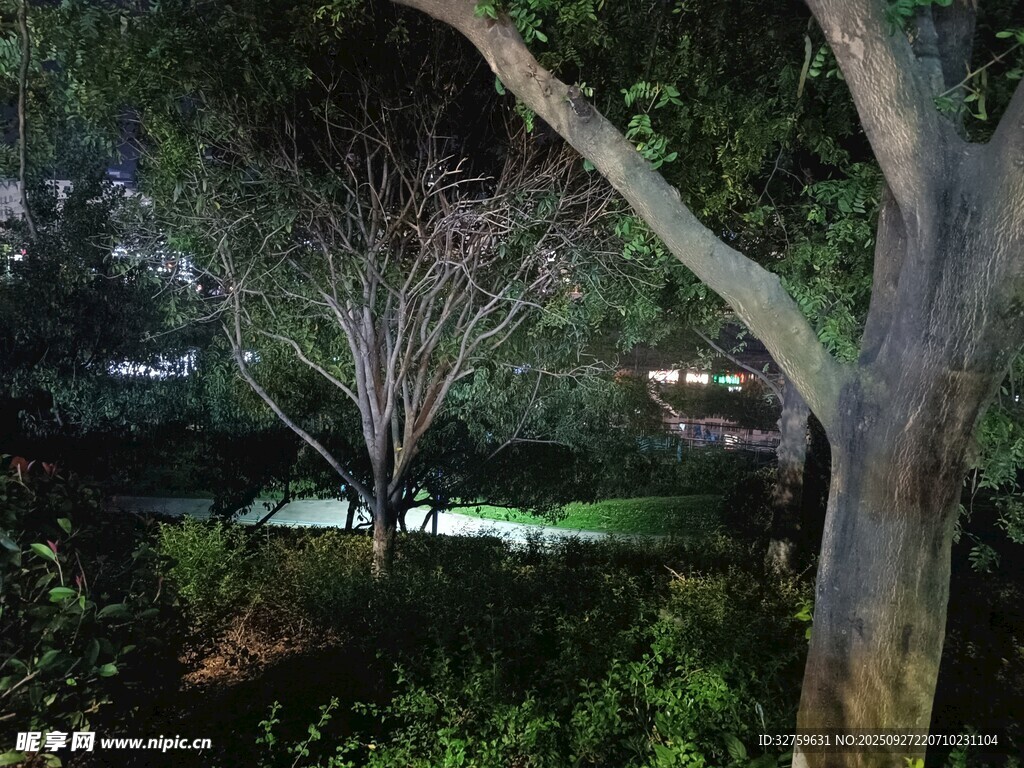 夜晚公園中的樹木景觀