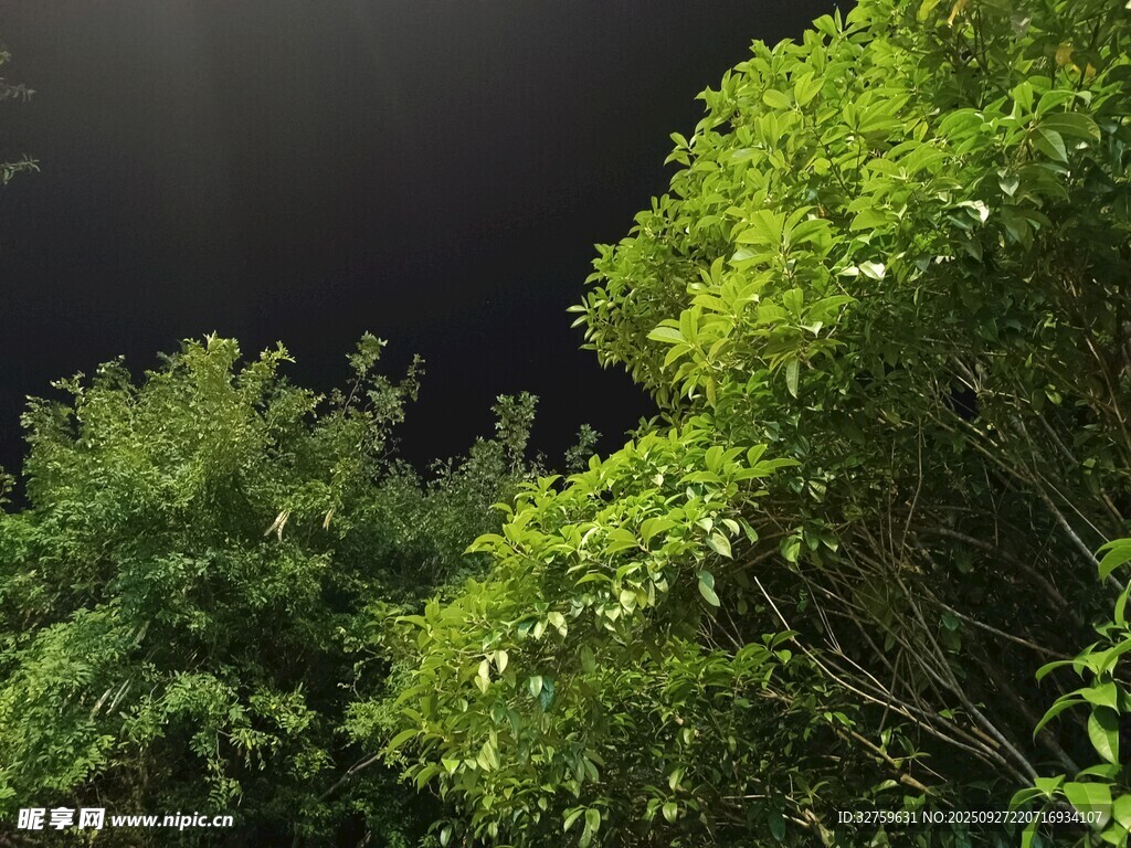 夜幕下的蔥郁樹林