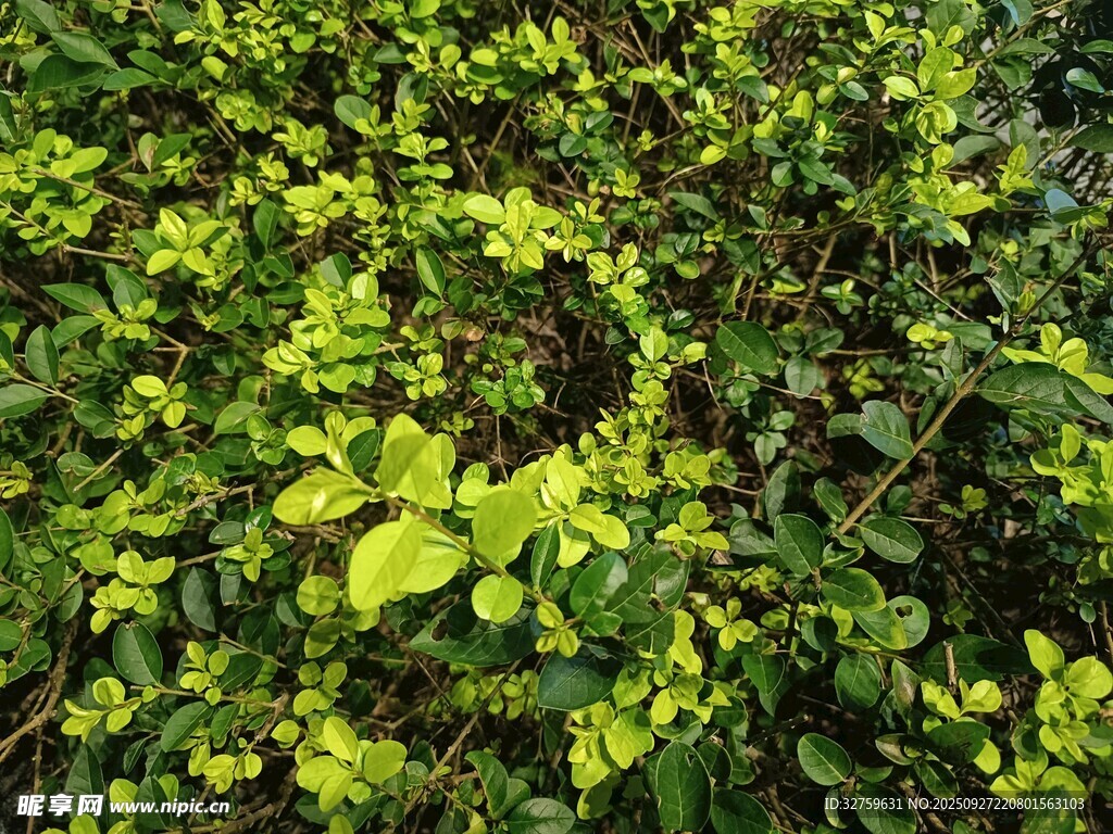 翠綠繁茂的綠植景觀