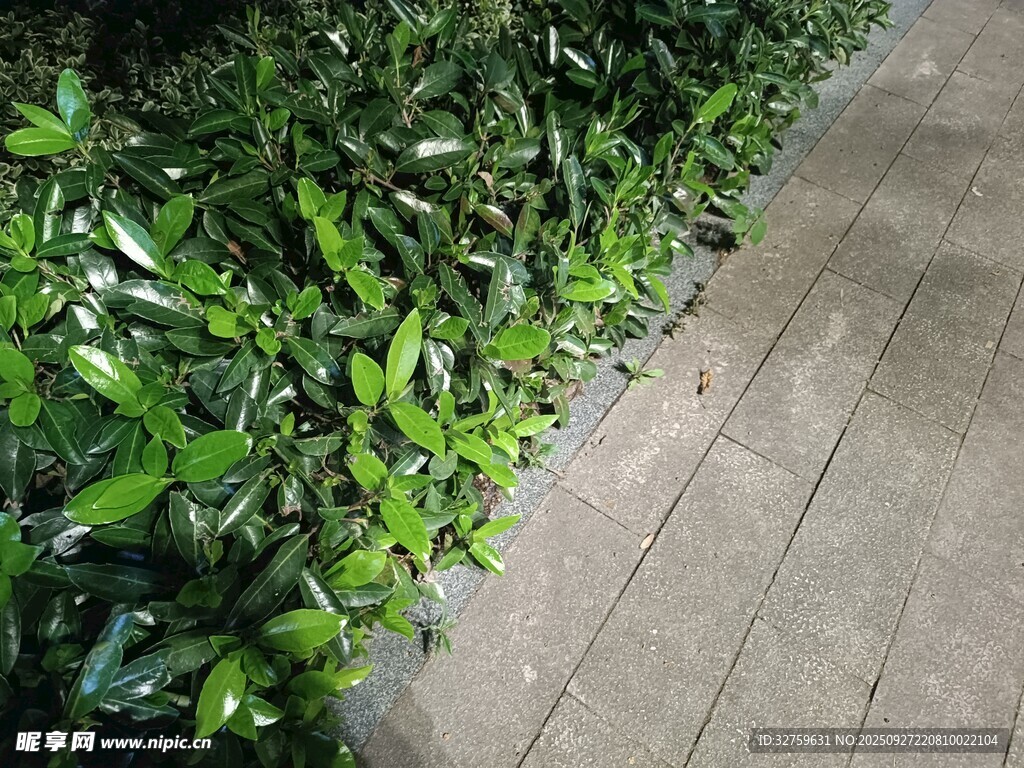 路邊翠綠繁茂的植物景觀(guān)