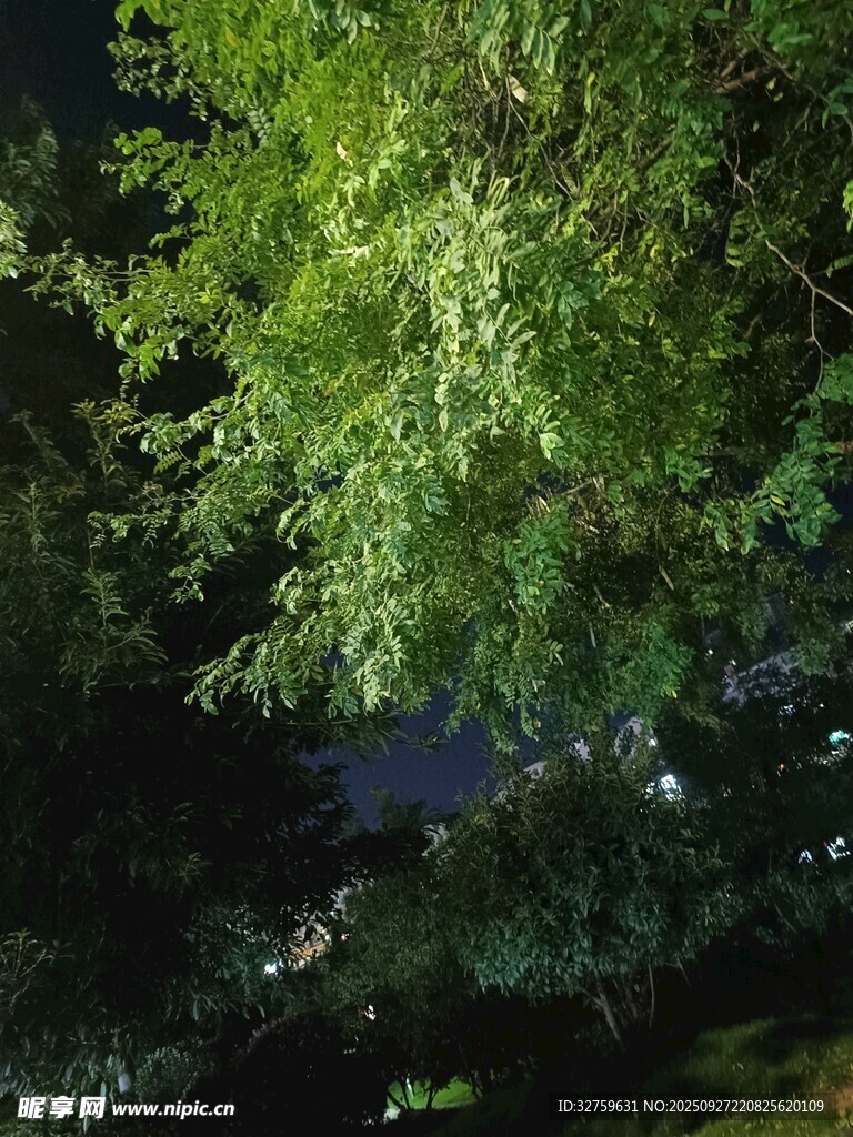 夜晚繁茂綠樹景象