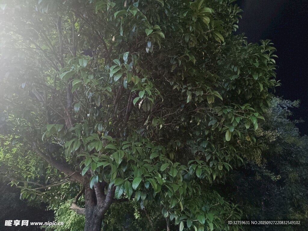 夜晚中的蔥郁樹木