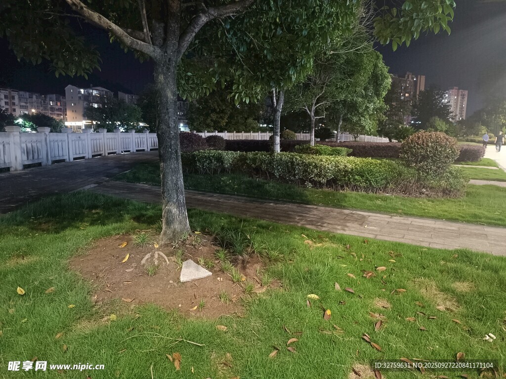夜晚公園樹下的靜謐景致
