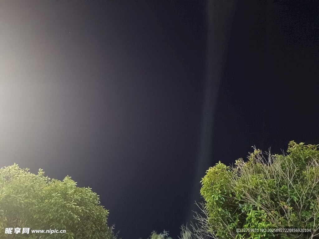夜幕下的綠植與光束