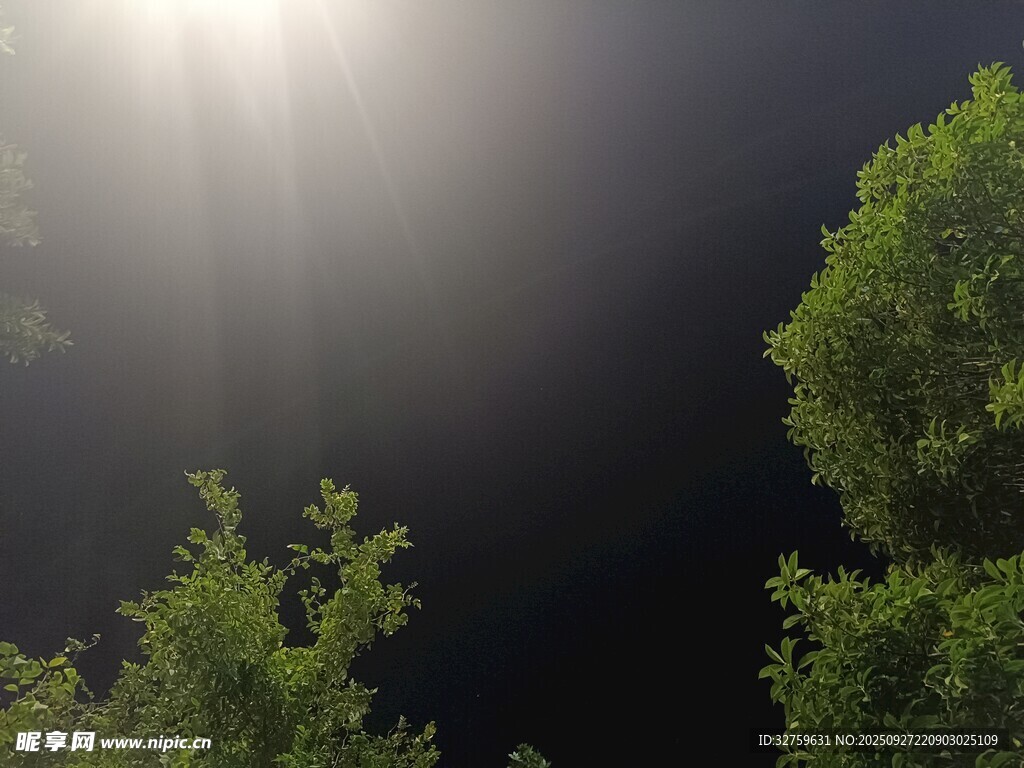 夜幕下的樹木與耀眼光芒
