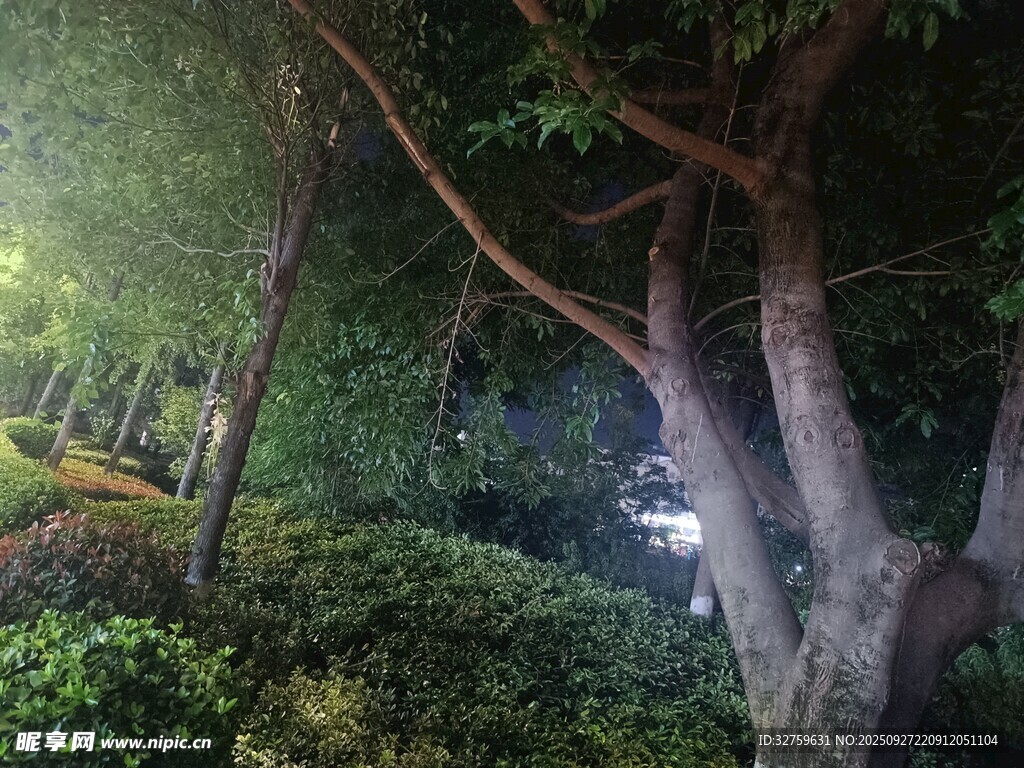 林間幽徑