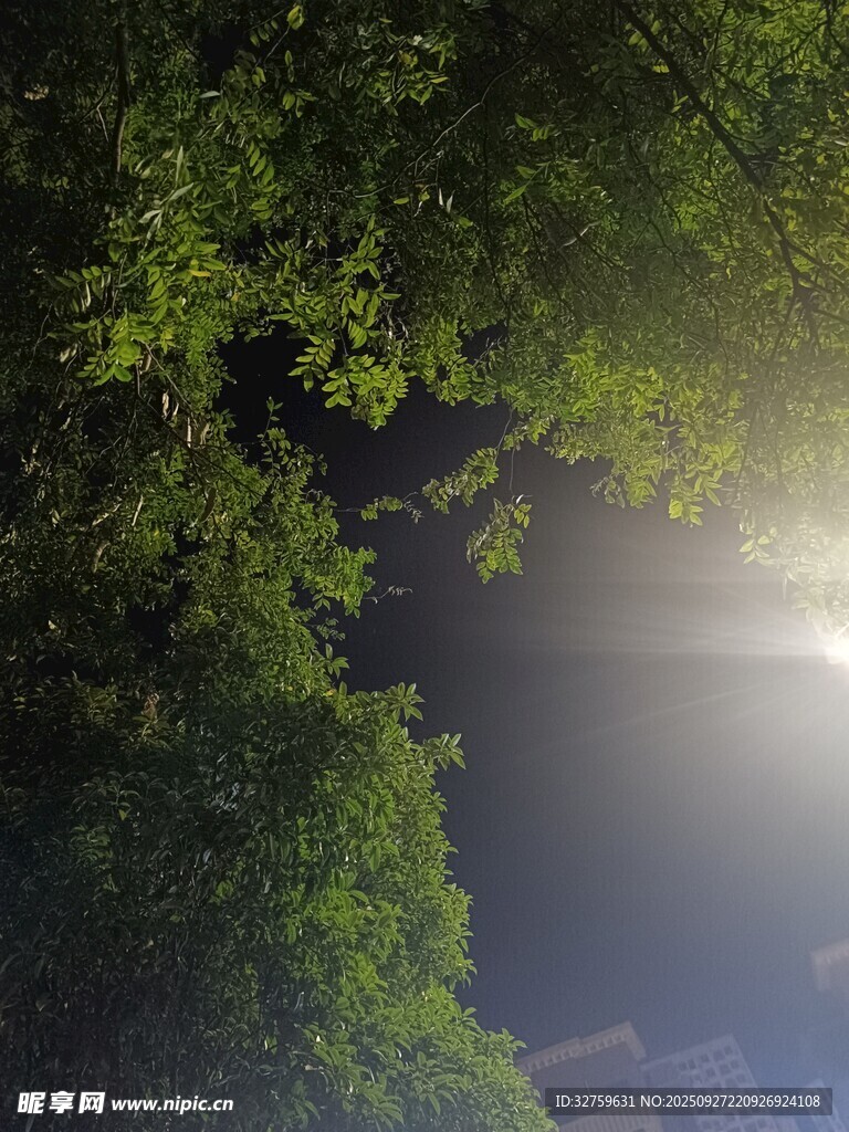 夜晚樹下的朦朧光影