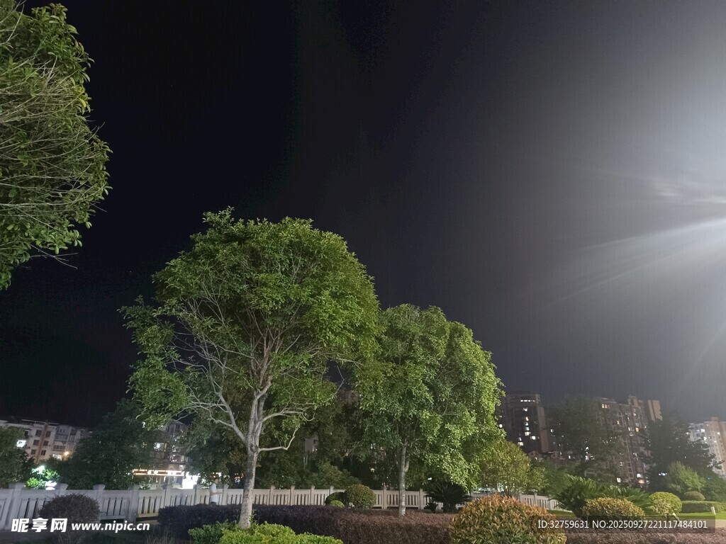 夜晚路燈下的蔥郁樹(shù)木