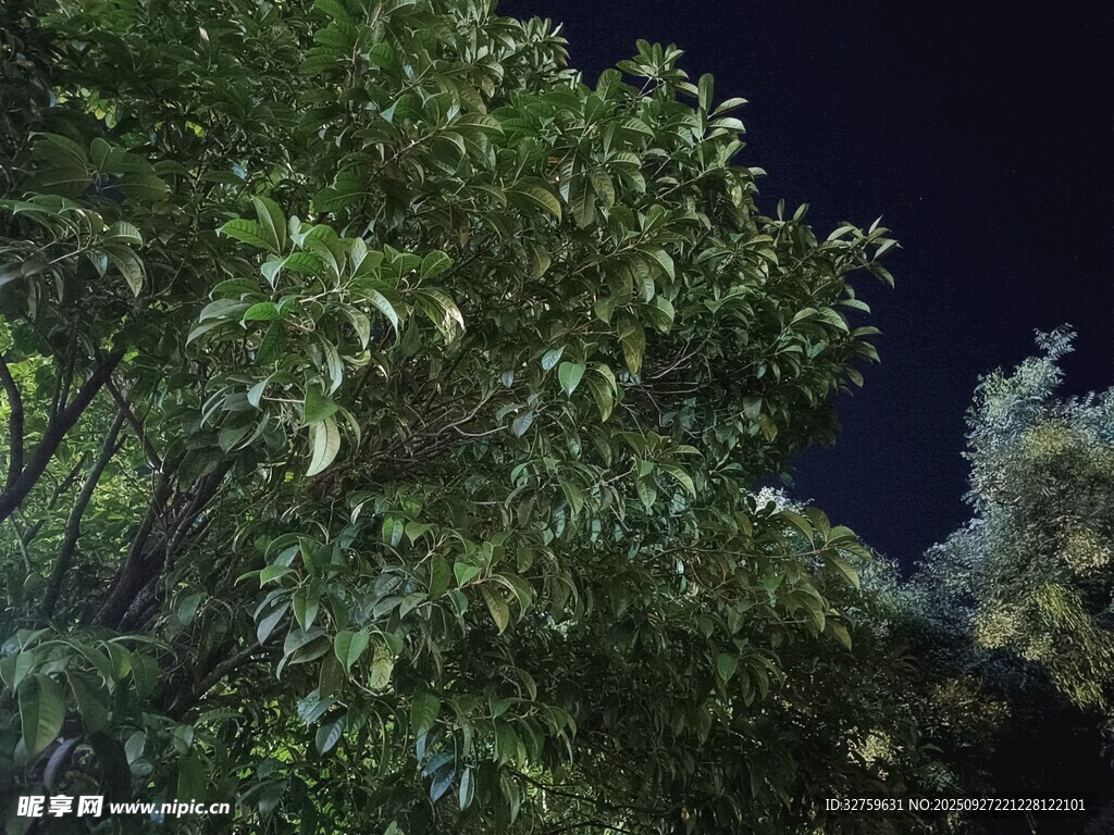 夜幕下的蔥郁樹木