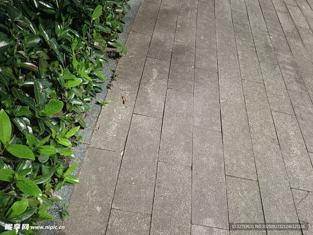 石板小徑旁的翠綠植物