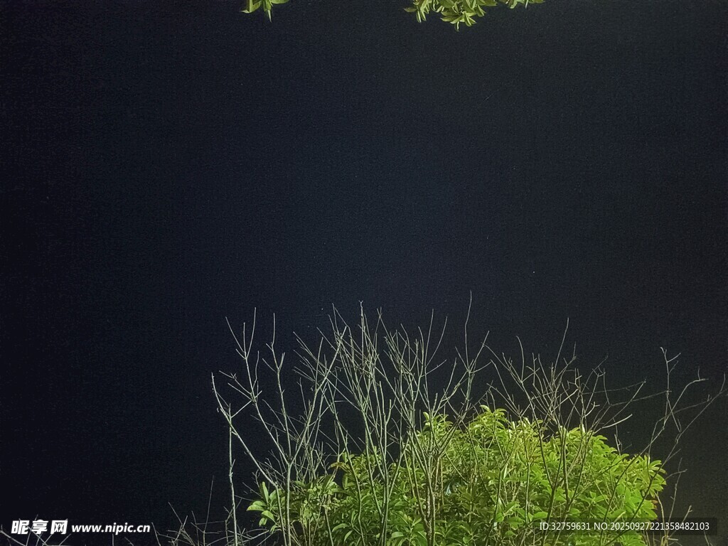 暗夜中的綠植景象