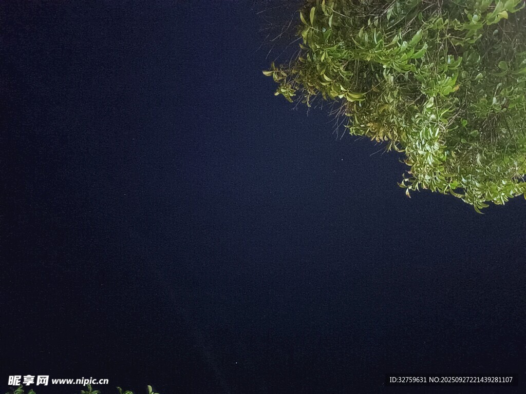 夜空下的蔥郁綠植