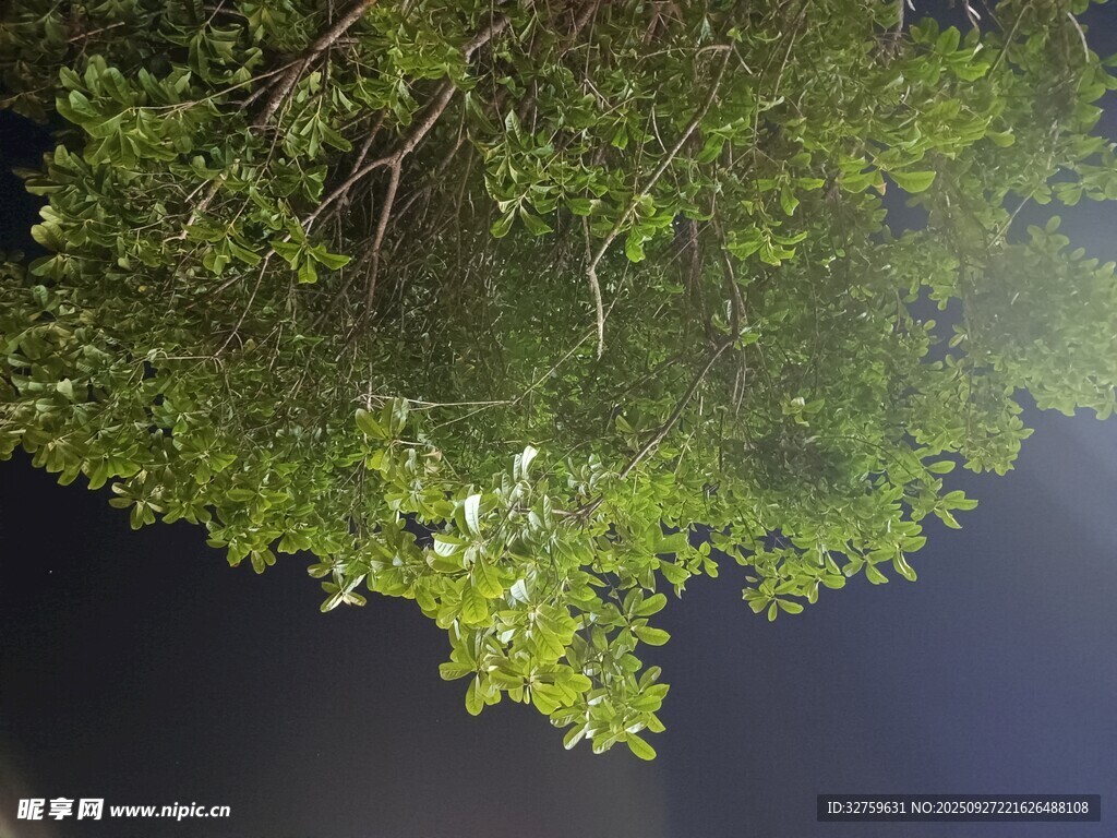 仰視繁茂枝葉