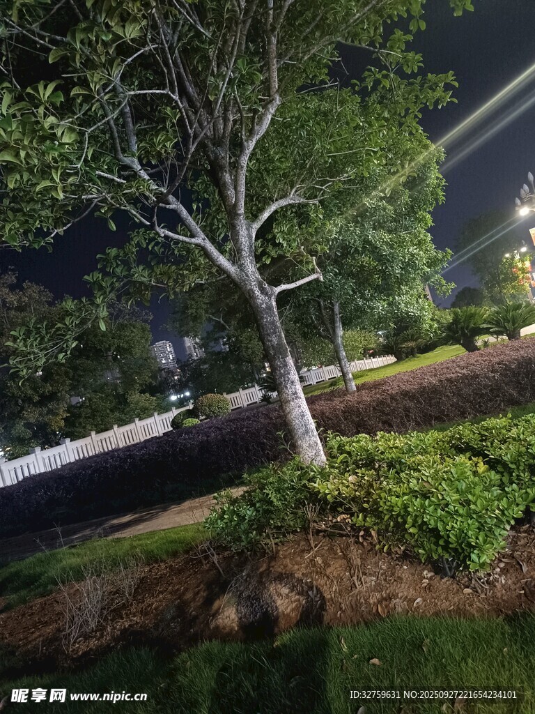 夜晚街邊樹木綠植景觀
