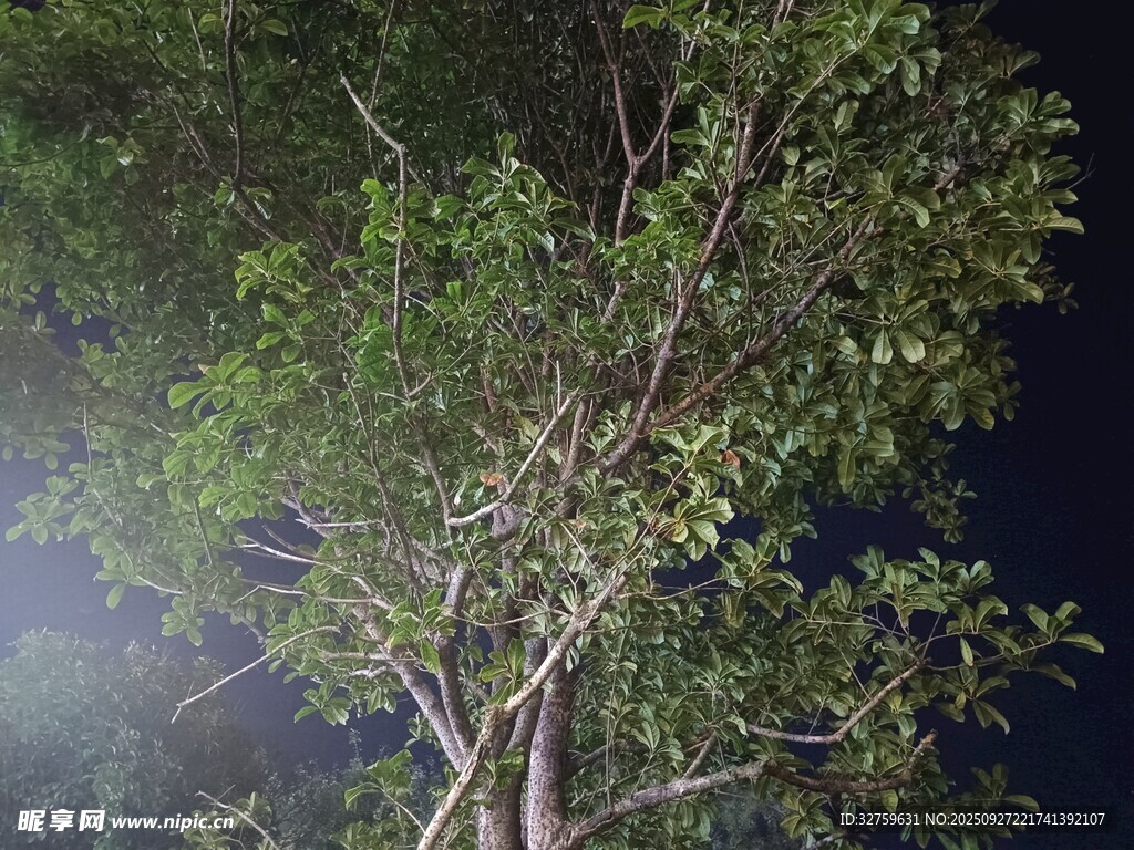 夜晚中的繁茂樹木