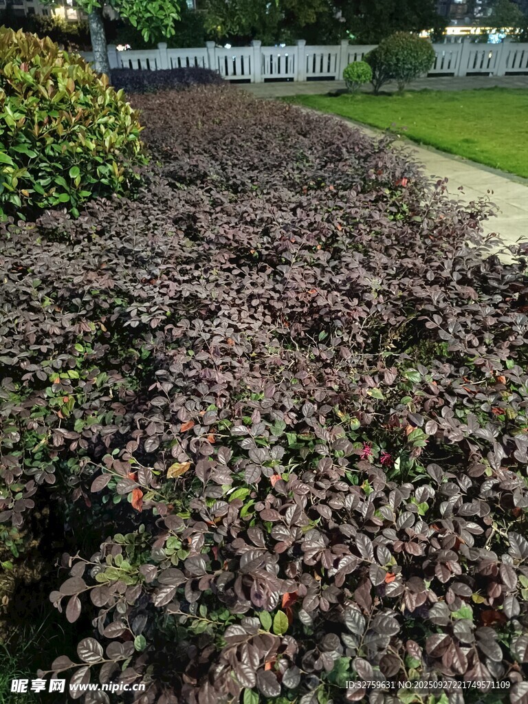 紫葉植物景觀