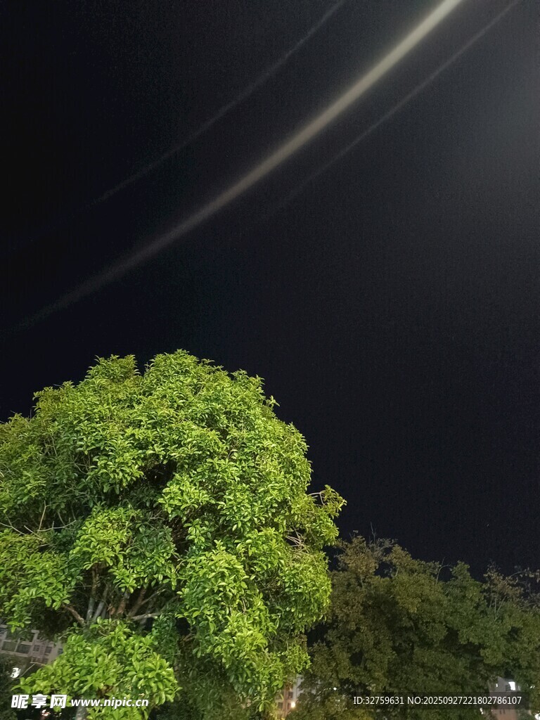 夜空下的蔥郁綠樹