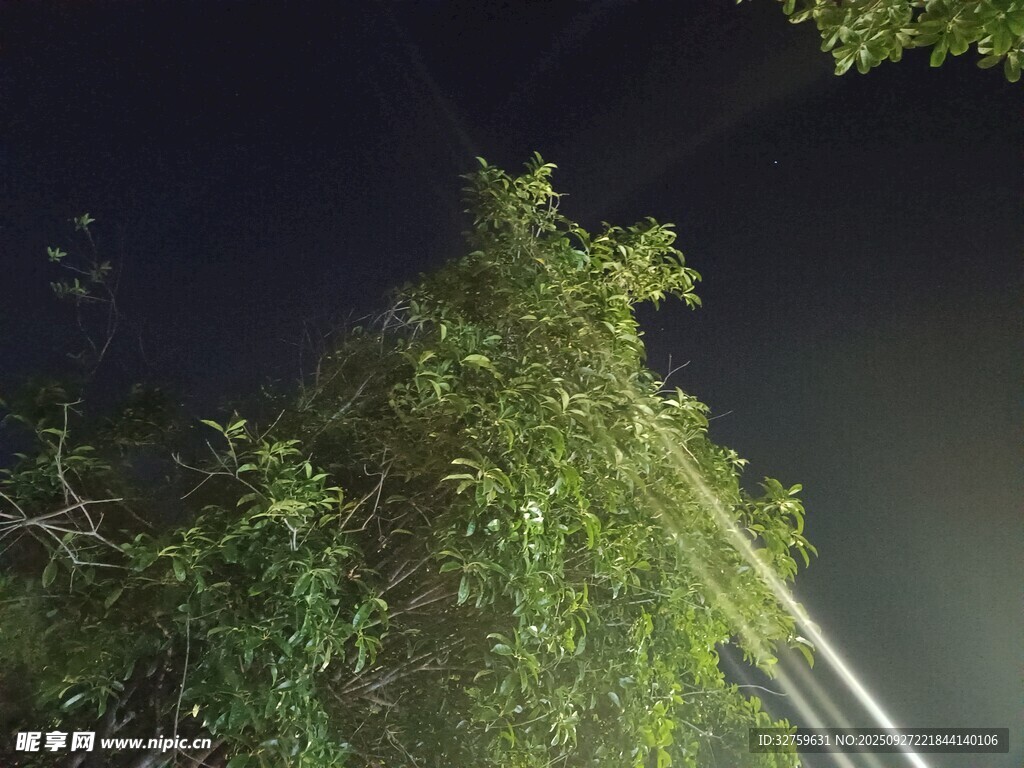夜間樹梢與光線景象