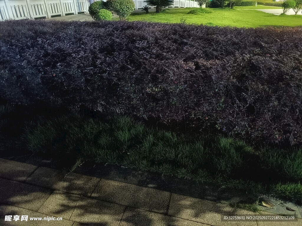 紫色茂密植物景觀