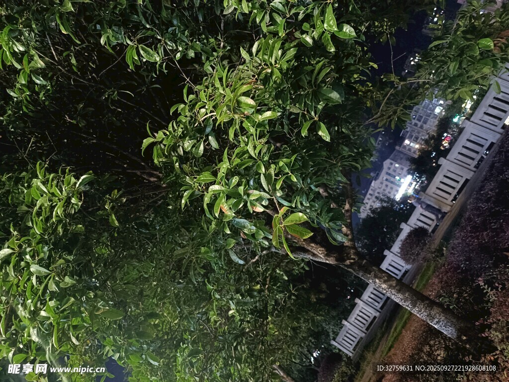 繁茂綠樹(shù)旁的建筑景觀