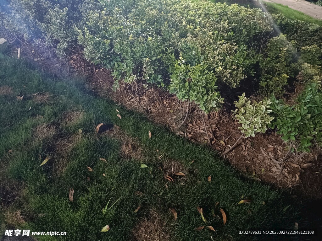 俯瞰綠意盎然的植被景觀
