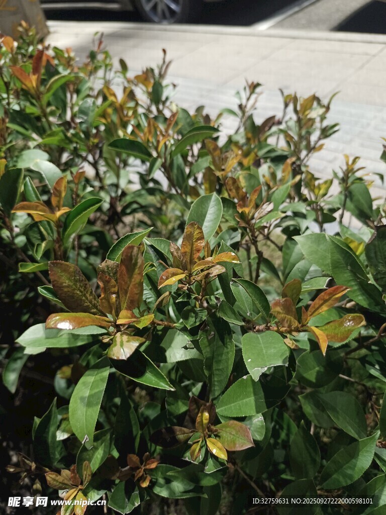 綠葉紅邊的繁茂植物