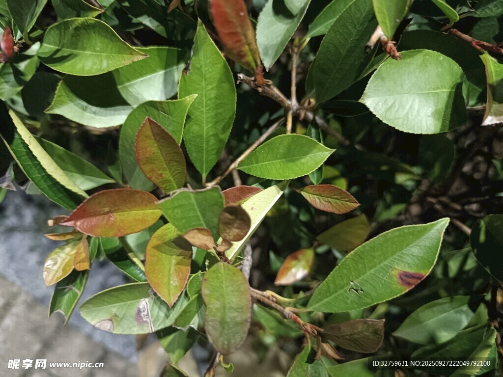 綠葉紅邊植物特寫