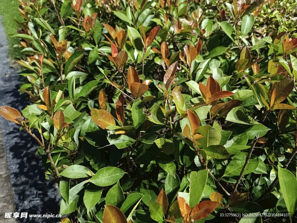 多彩葉片的植物景觀