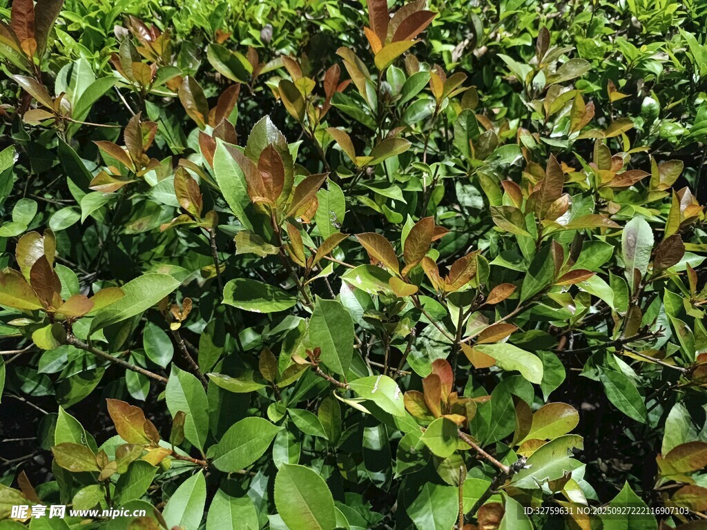 綠葉紅邊的茂密植物
