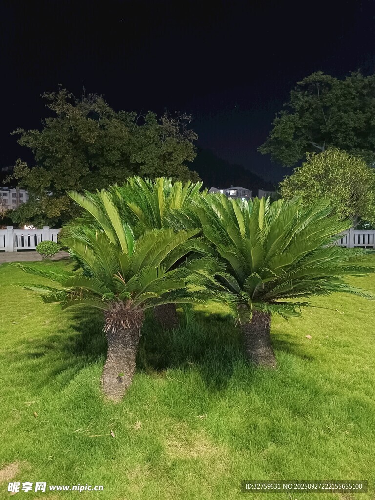 夜下草坪中的兩株蘇鐵