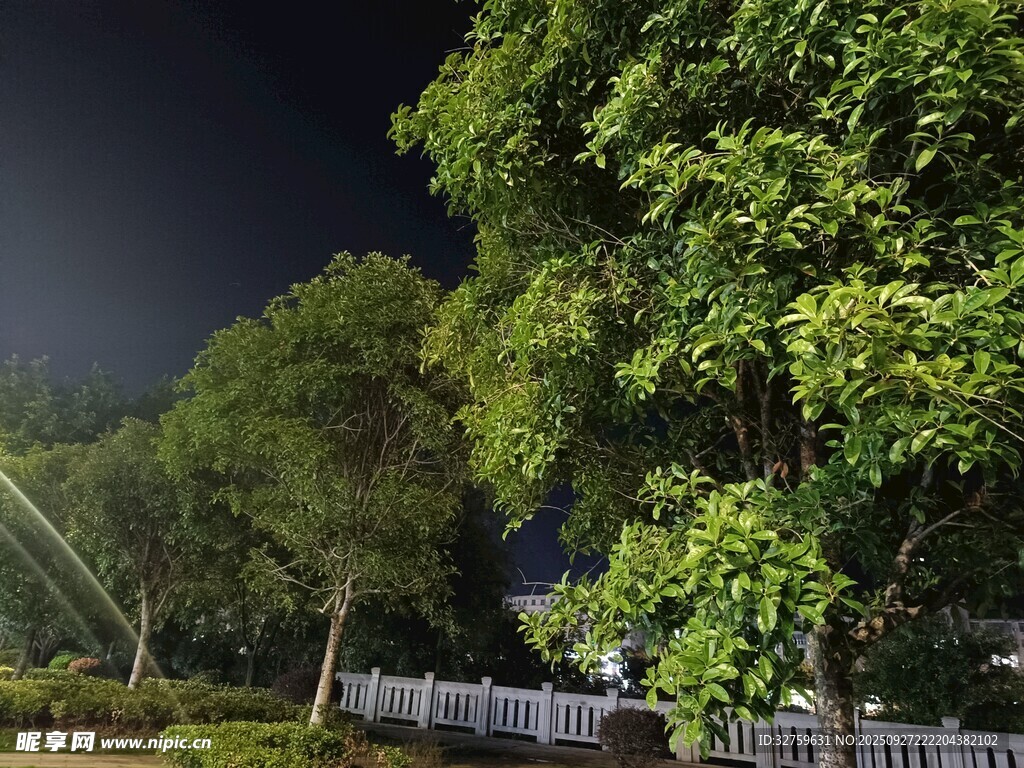 夜晚公園綠樹景致
