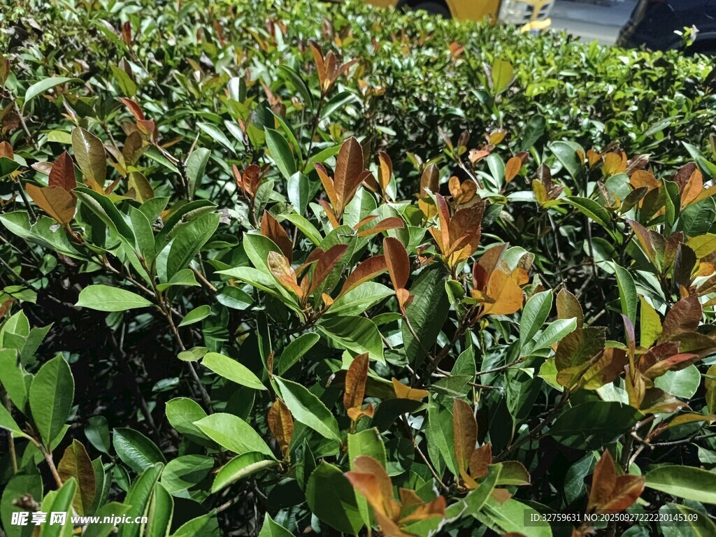 色彩斑斕的綠植景觀