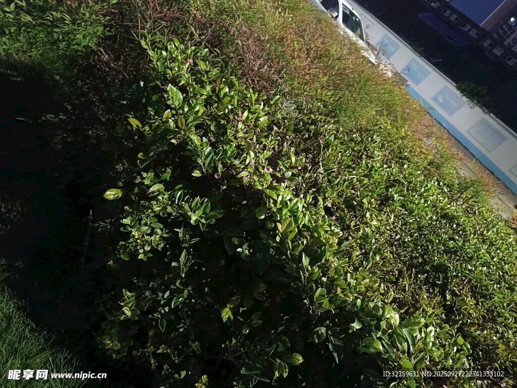 路邊繁茂綠植景象