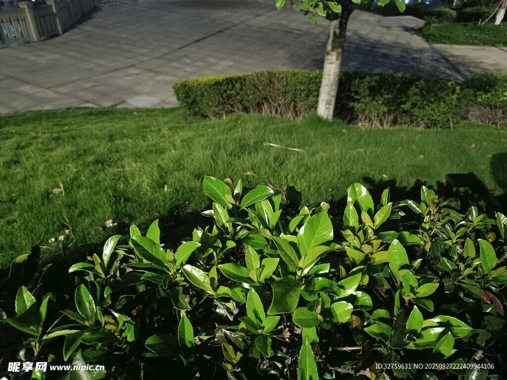 綠意盎然的園林綠植景觀