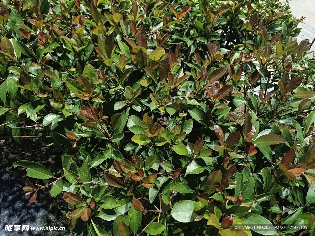 綠葉繁茂的灌木叢