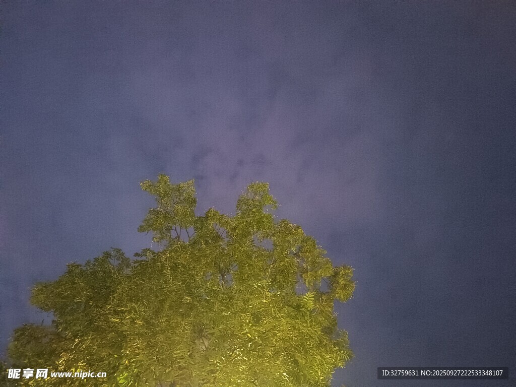 夜空下的翠綠樹冠