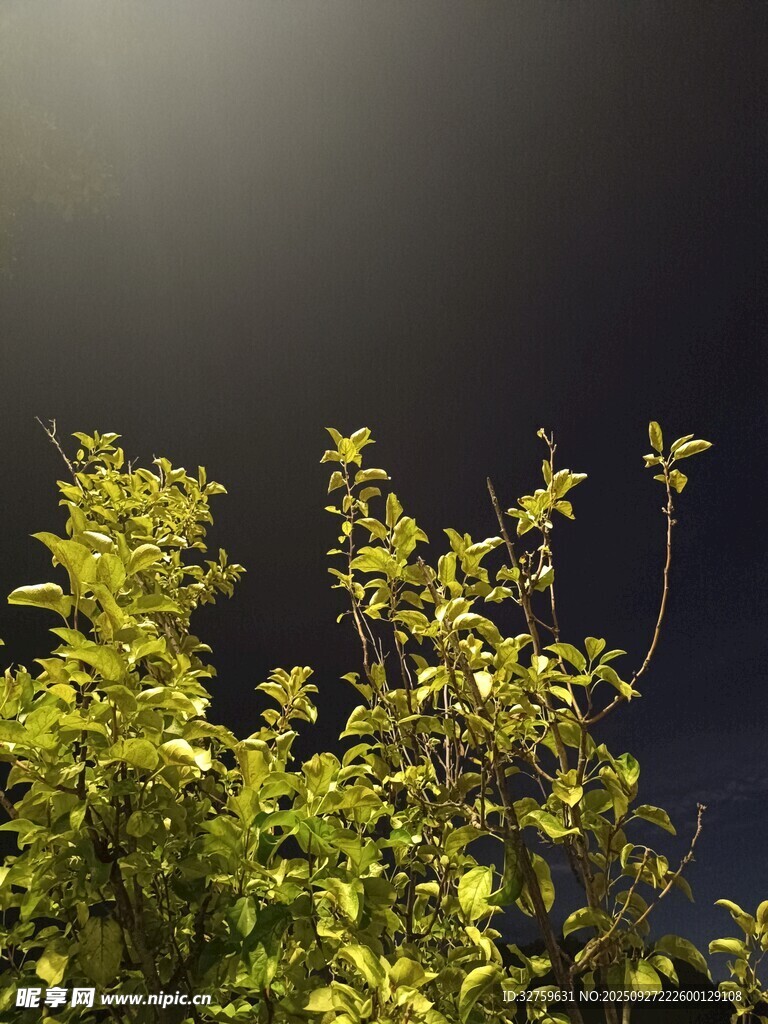 翠綠植物沐浴柔和光線