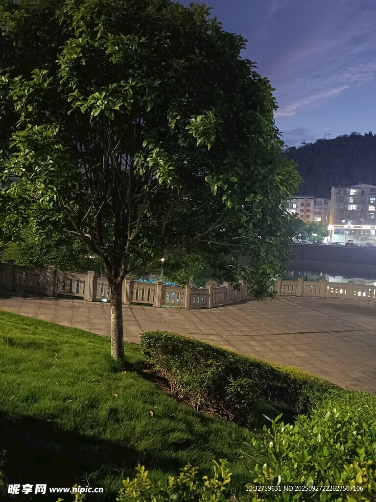 夜晚路邊的樹木與綠植