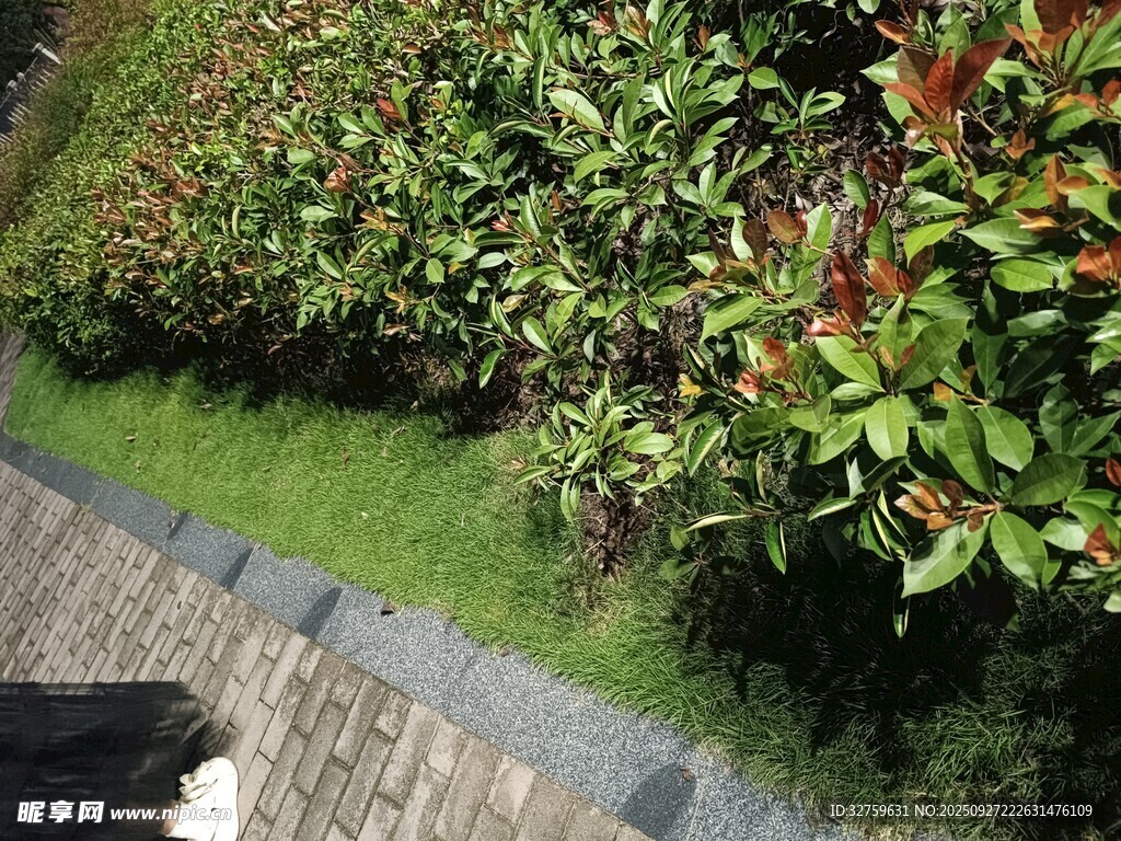 庭院綠植景觀一角