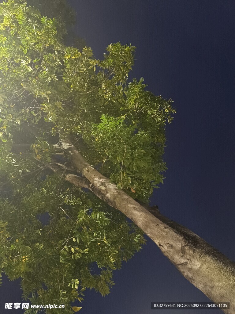 仰望夜空下的蔥郁大樹