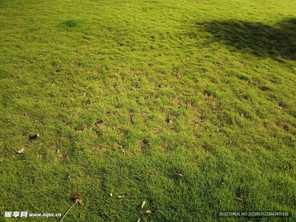 翠綠草地