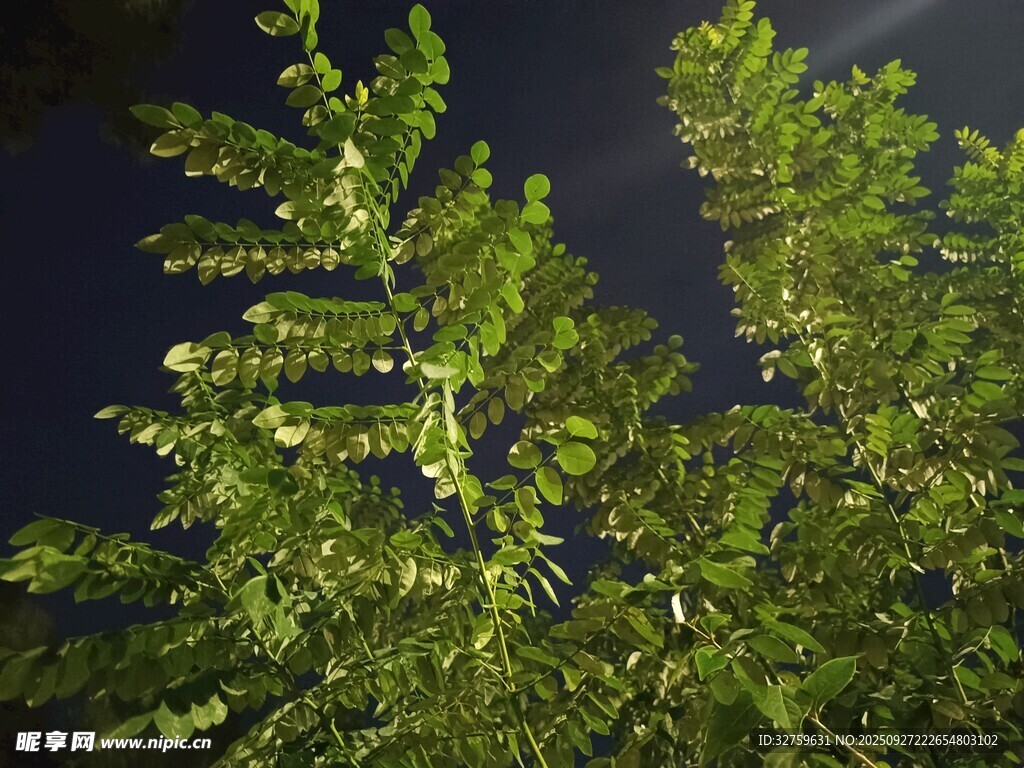 夜晚下的蔥郁綠植