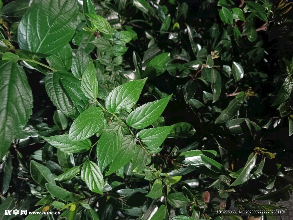翠綠繁茂的葉片植物