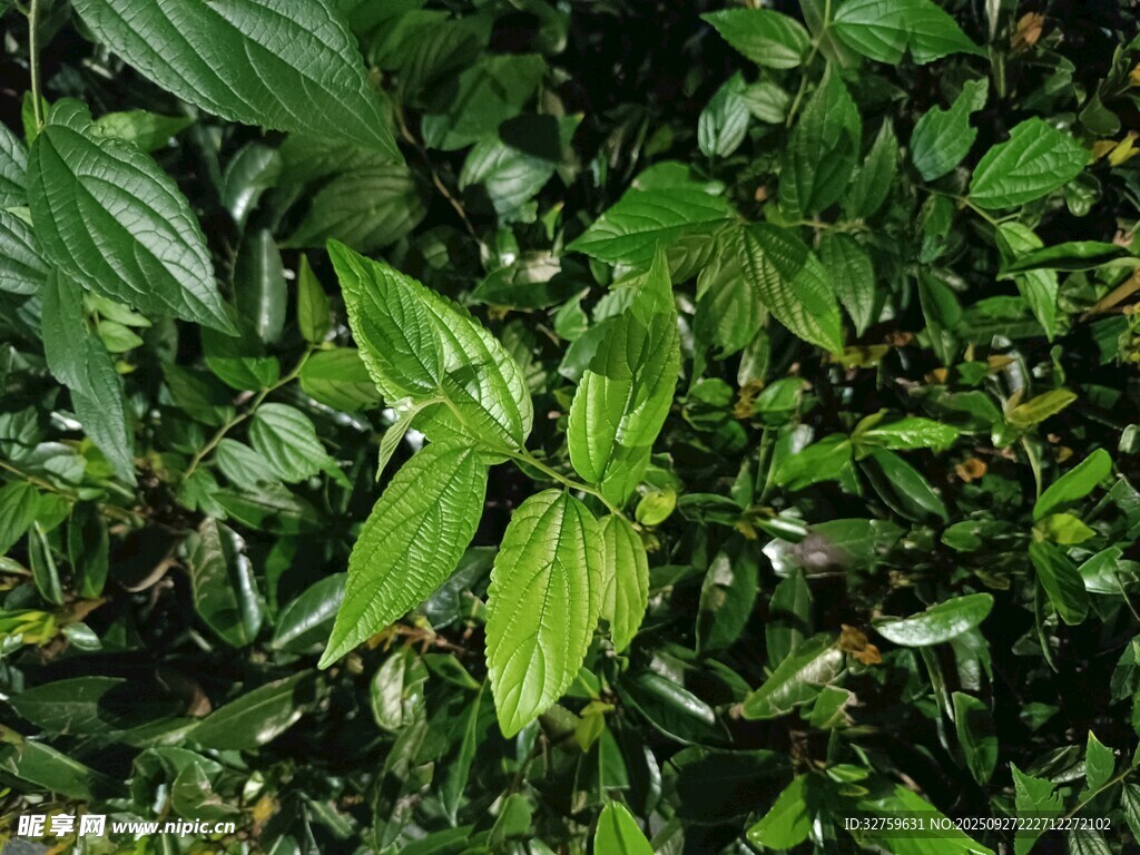 翠綠繁茂的野生植物