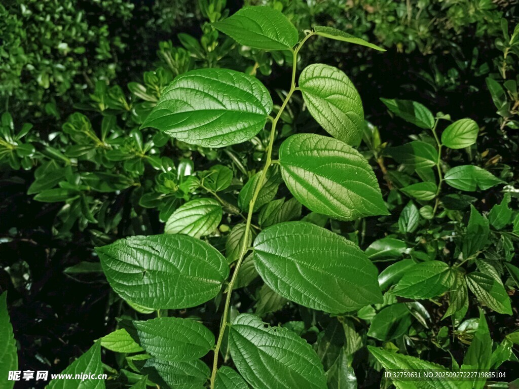 翠綠藤蔓植物特寫(xiě)
