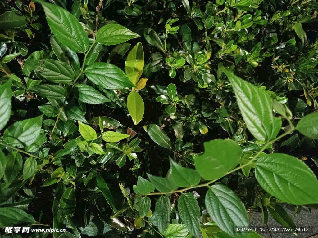 翠綠繁茂的植物葉片
