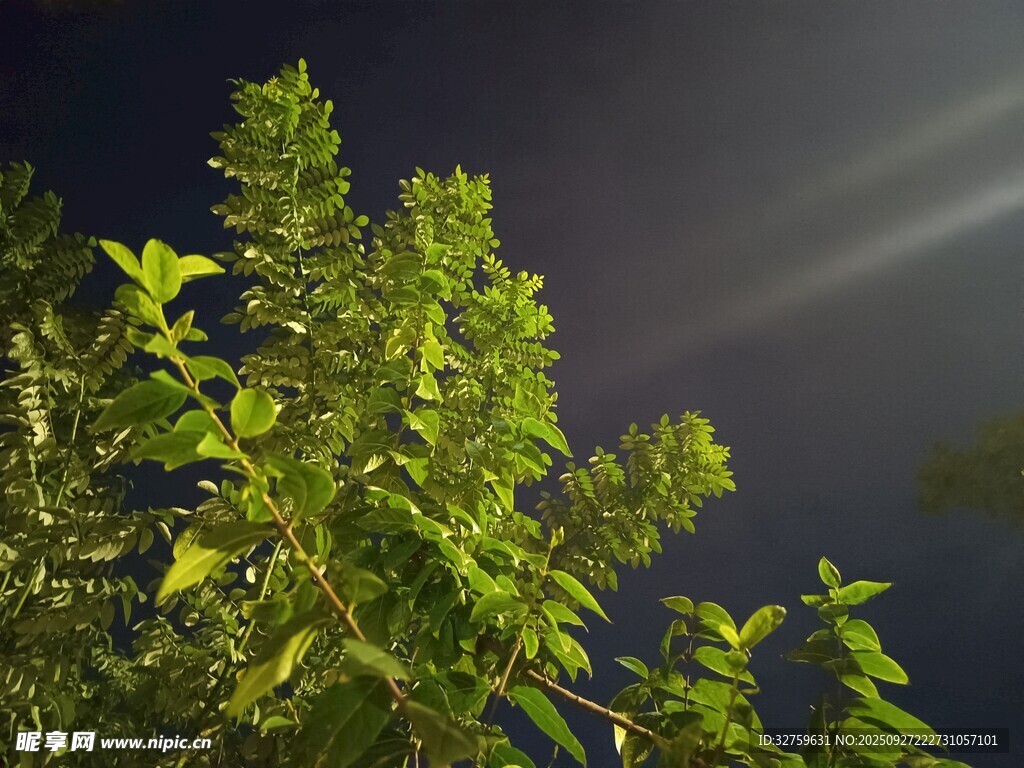 夜下綠植 