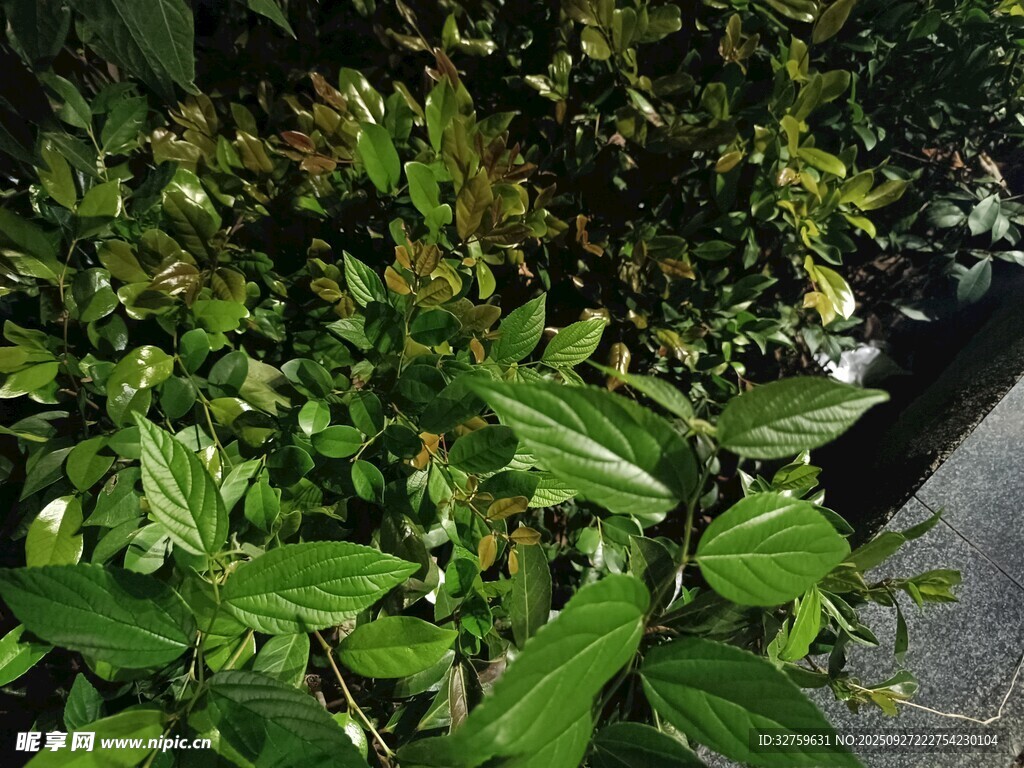 綠葉繁茂的植物景觀